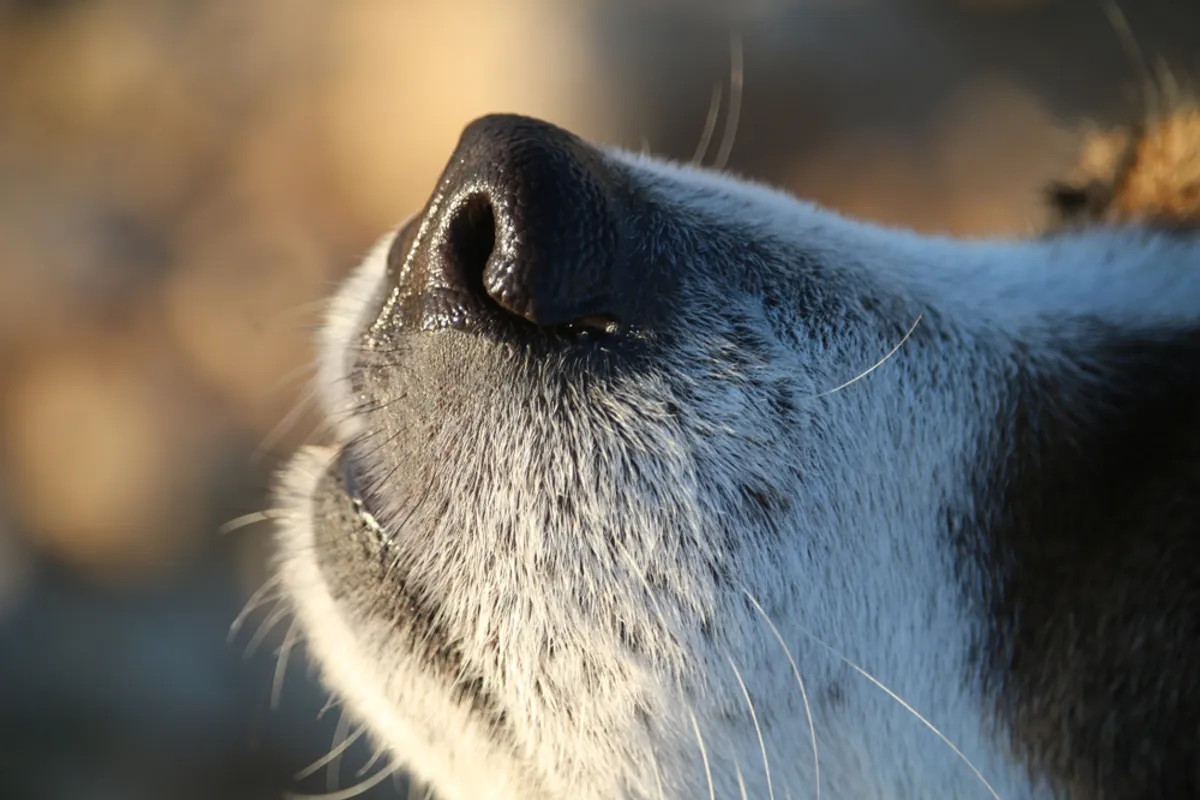 dog